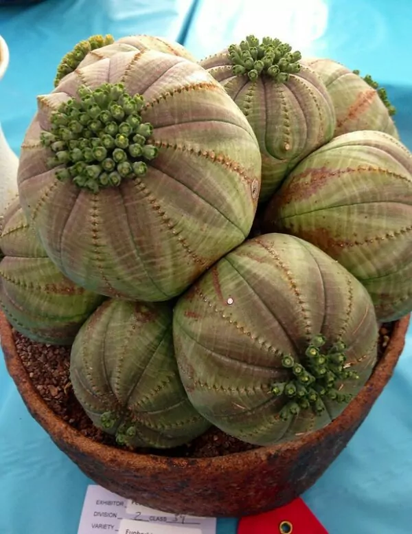  Euphorbia obesa