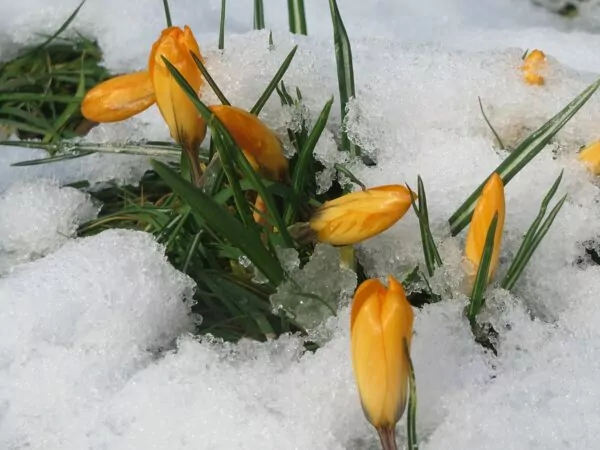 Crochi con fioriture primaverili e tardo invernali: Crocus chrysanthus 