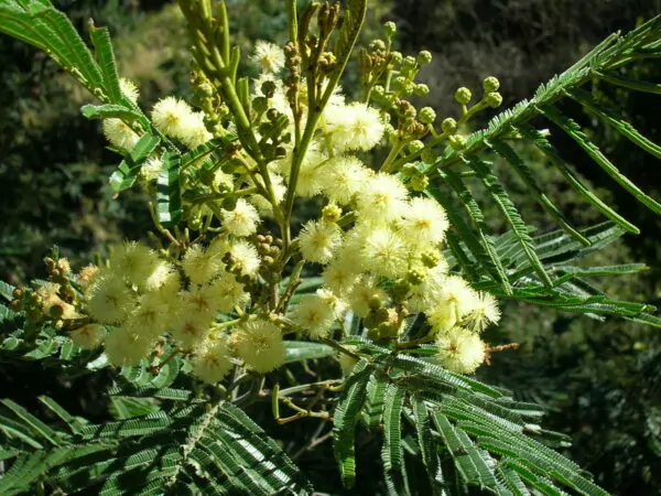 piante infestanti Acacia mearnsii