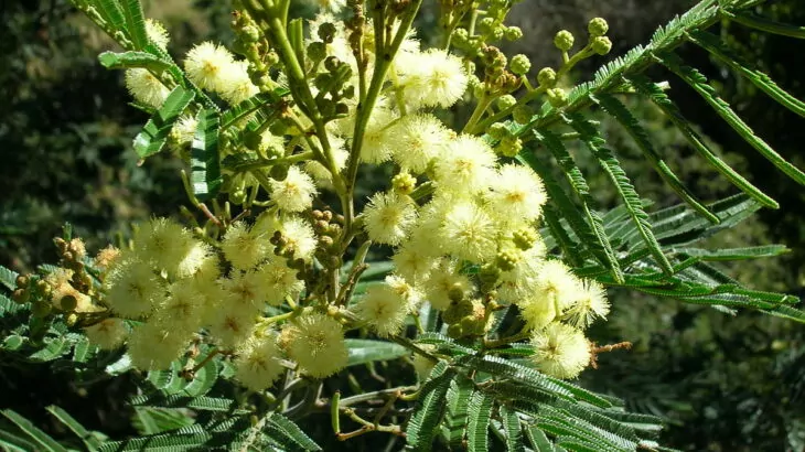 piante infestanti Acacia mearnsii