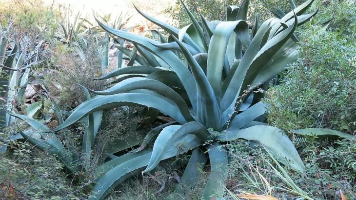 Agave americana