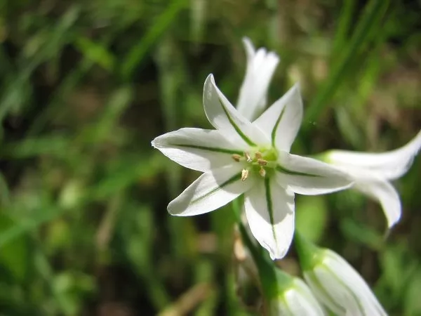 Bulbi per l'ombra: Allium triquetrum