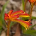 Anigozanthos o Zampe di Canguro