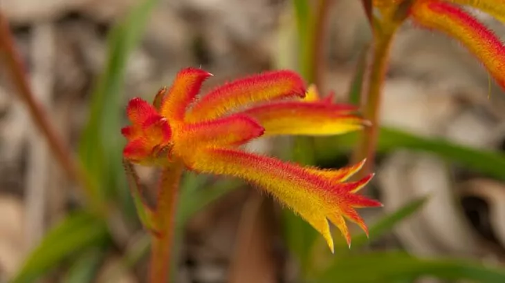 Anigozanthos o Zampe di Canguro