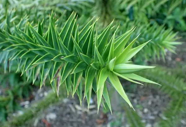 Araucaria angustifolia 