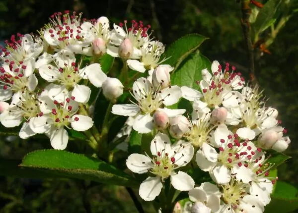 Aronia arbutifolia