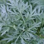 Assenzio (Artemisia absinthium)