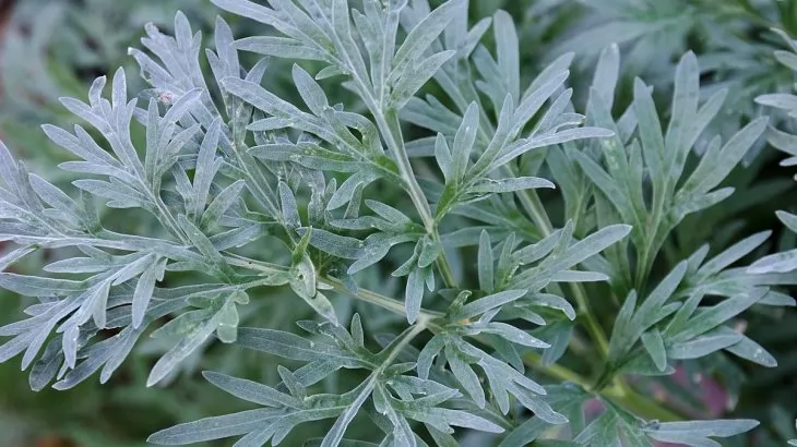 Assenzio (Artemisia absinthium)