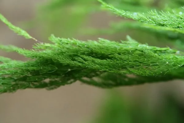 Asparagus Setaceus Plumosus, Felce Di Pizzo, Pianta Da Interno In Vaso 12 Cm, Altezza 20-30 Cm