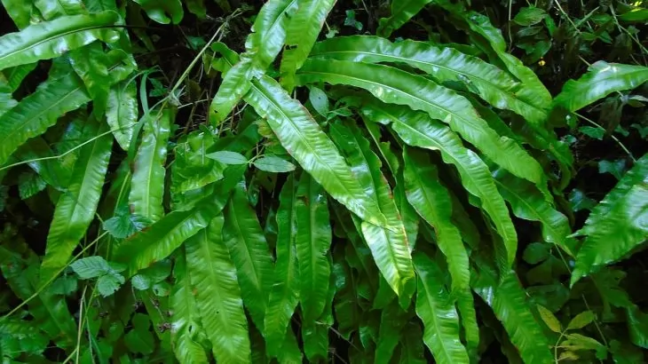 Asplenium scolopendrium