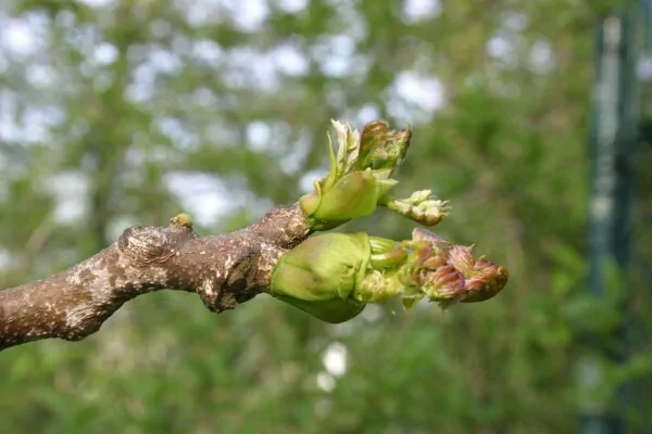 Albero del caffé (Gymnocladus diocus)