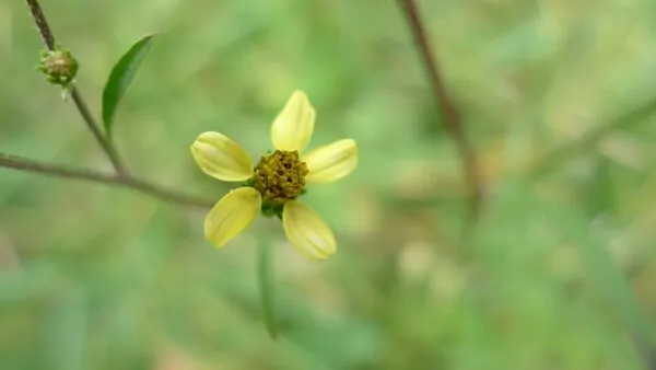 Bidens subalternans