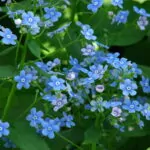 Brunnera macrophylla