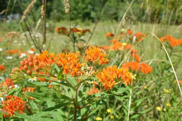 Asclepias tuberosa