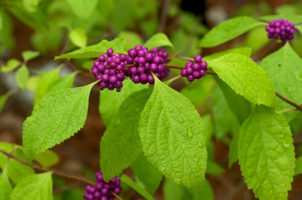 Callicarpa americana