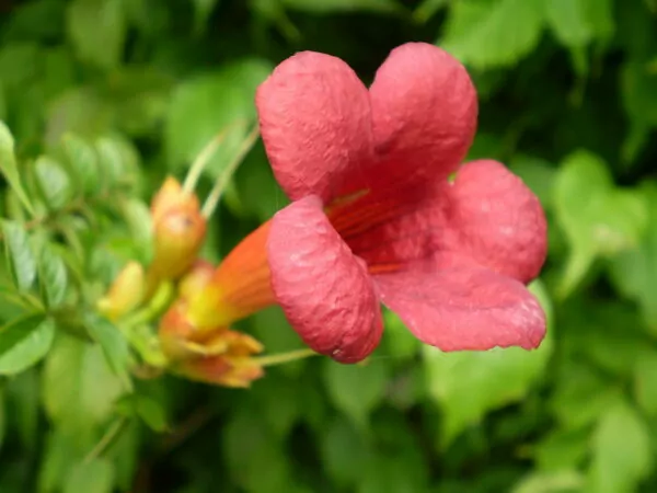 Campsis radicans