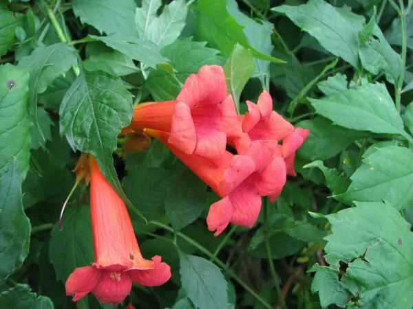 Campsis radicans