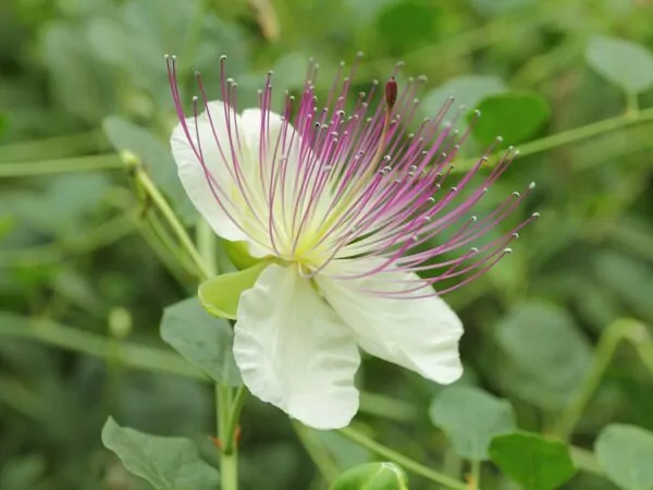 Cappero Capparis spinosa