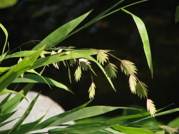 Chasmanthium latifolium