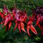 Clianthus puniceus