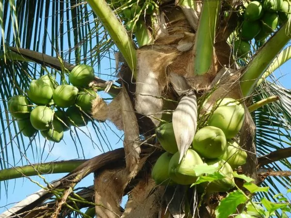 Cocos nucifera