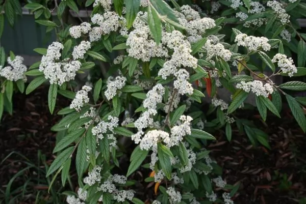 Cotoneaster salicifolia