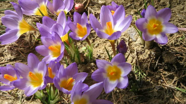 Crochi con fioriture primaverili e tardo invernali