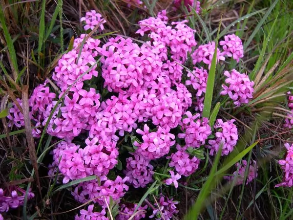 fiori Daphne cneorum
