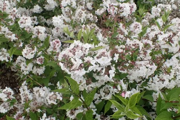 Deutzia compacta