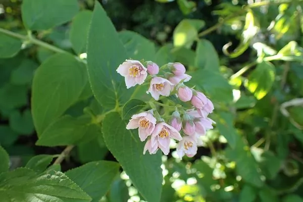 Deutzia longifolia