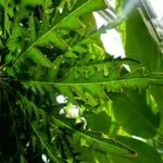 Plerandra elegantissima