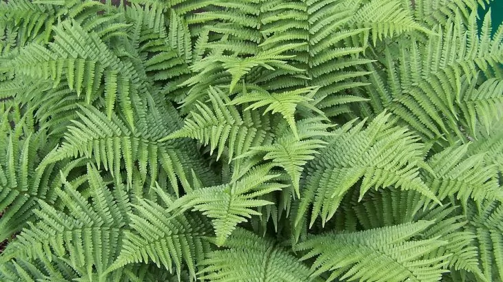 Dryopteris filix