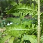 Felce maschio – Dryopteris filix-mas 