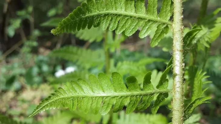 Felce maschio - Dryopteris filix-mas