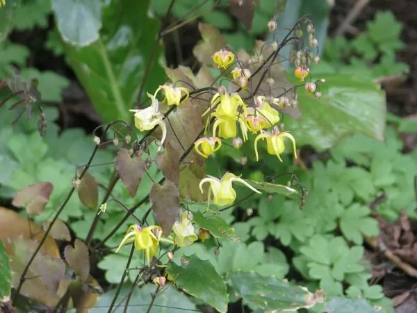 Epimedium davidii