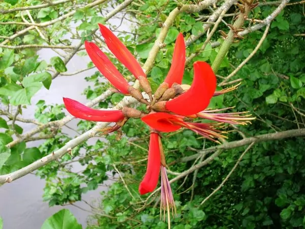 Clianthus puniceus