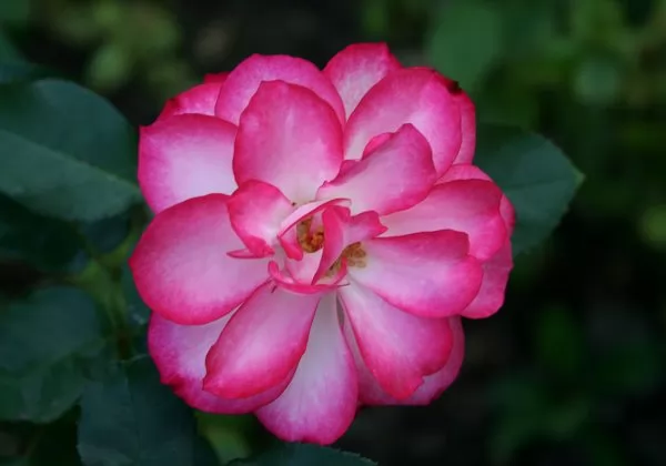  Rose Floribunda