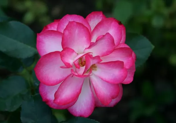 Rose Floribunda