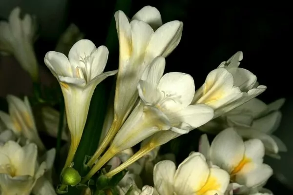 Freesia leichtlinii