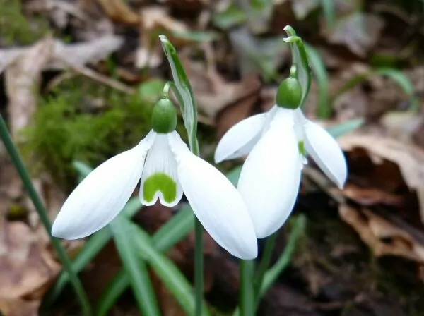 Galanthus nivalis