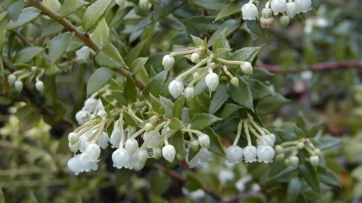 Gaultheria