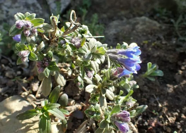 Glandora oleifolia