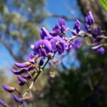 Hardenbergia