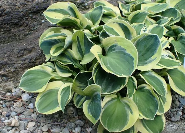 Hosta 'Frosted Mouse Ears'