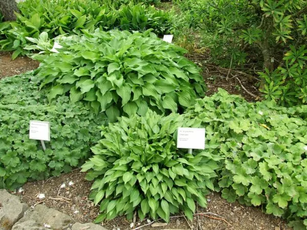 Hosta gracillima