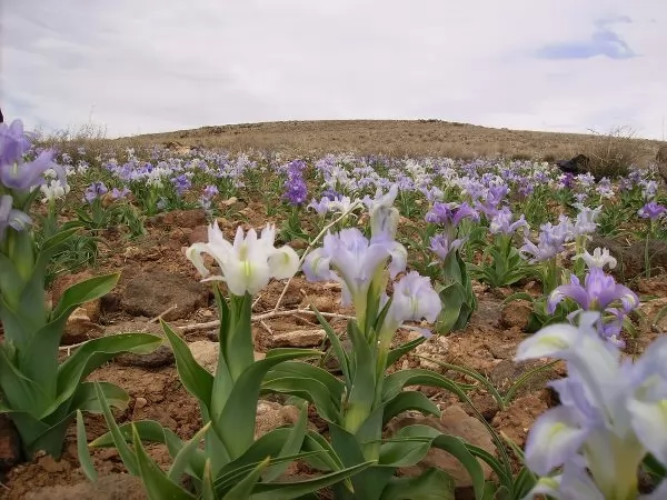 Iris Junos Iris magnifica 