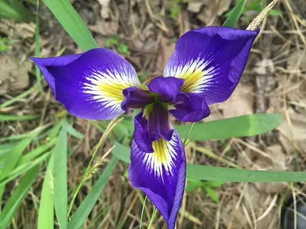 Iris rizomatosi non barbate: Iris brevicaulis 