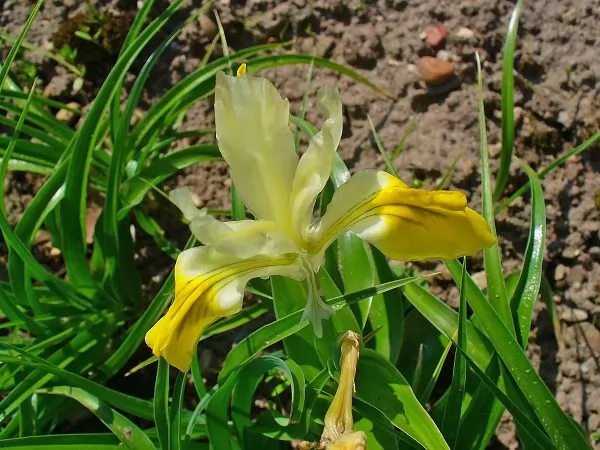 Iris junos bucharica