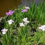 Iris rizomatosi non barbati