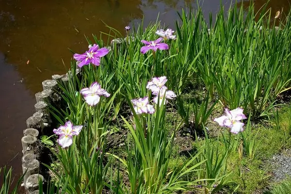 Iris rizomatosi non barbati: Iris ensata